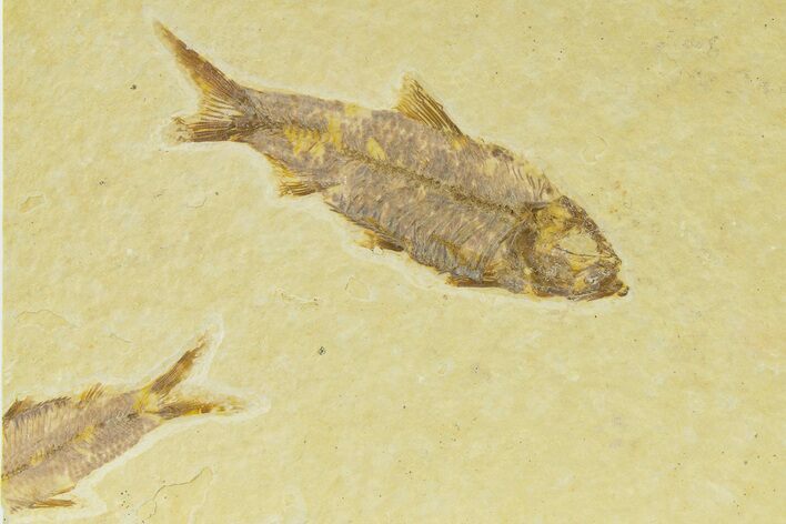 Detailed Fossil Fish (Knightia) - Wyoming #333870